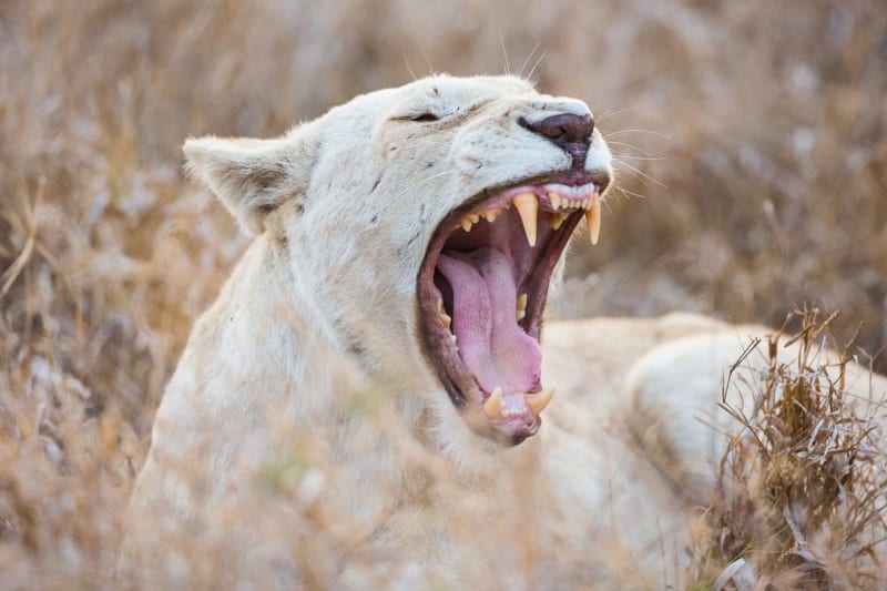 Bílí lvi z Timbavati - Obrázek 1
