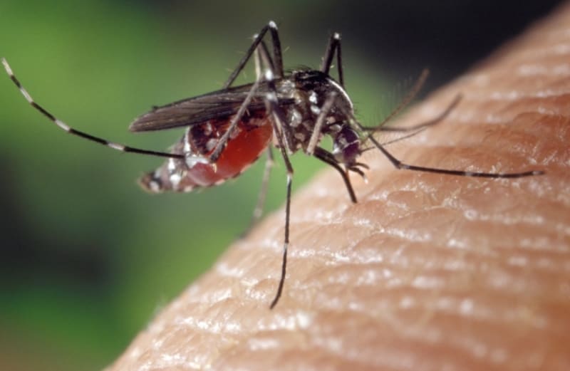 Komáří samičky žene ke kousání lidí příroda – potřebují krvavou stravu, aby dokončily svůj reprodukční cyklus