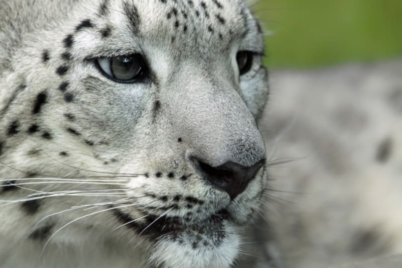 Irbis horský, také zvaný levhart sněžný, je velká kočkovitá šelma