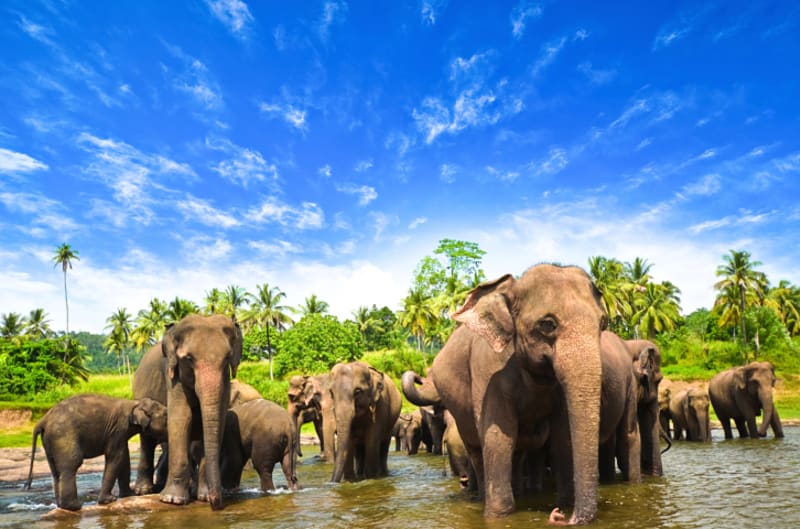 Nádherná Srí Lanka - Obrázek 1