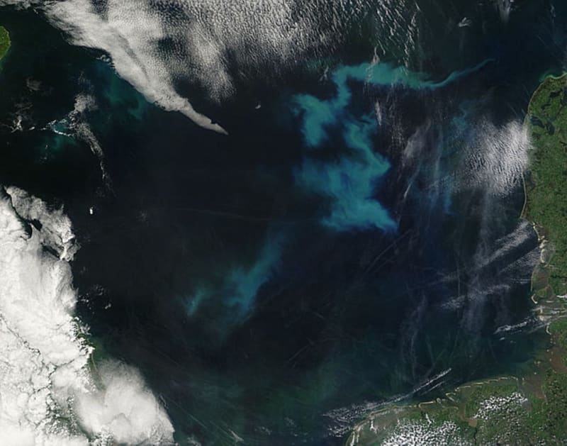Fytoplankton v Severním moři nedaleko Velké Británie
