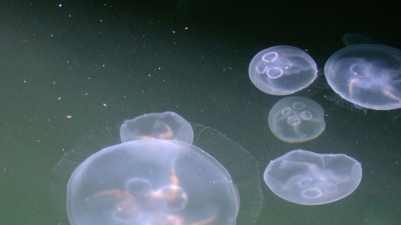 Až 40 centimetrů velkou medúzu je snadné chovat v akváriu. FOTO: Wikipedia Commons
