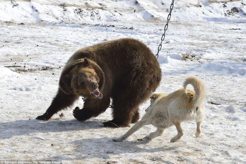 Ilegální trápení medvědů v Rusku - Obrázek 1