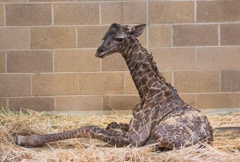 Mládě žirafy ze Sacramento Zoo - Obrázek 1