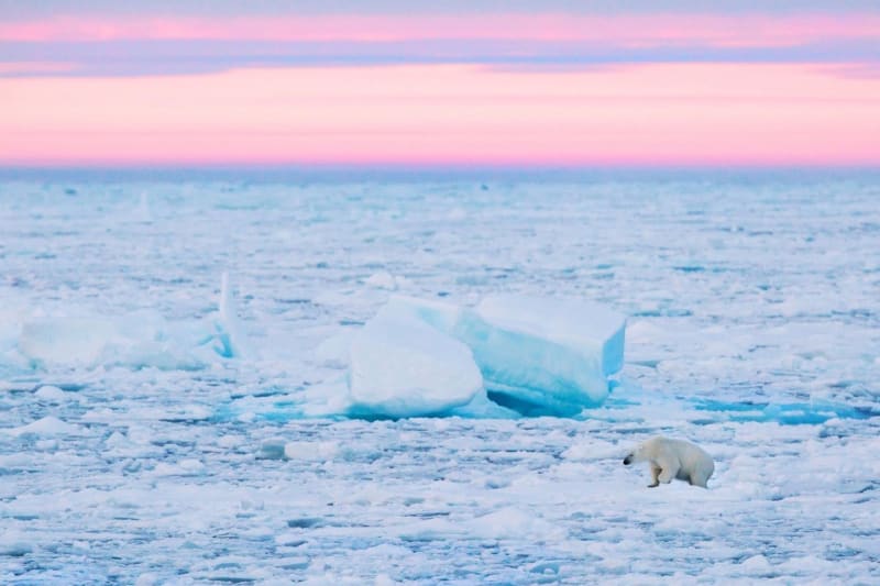 Ledním medvědům mizí svět pod nohama - Obrázek 5