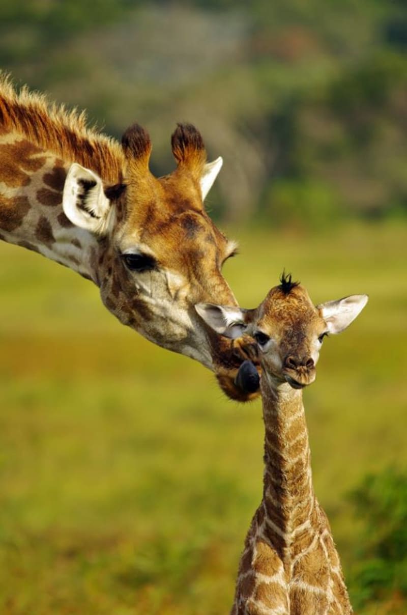 GALERIE: Porod žirafy v přímém přenosu! - Obrázek 19