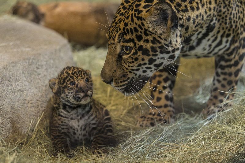 Mládě jaguára ze San Diega Zoo - Obrázek 5