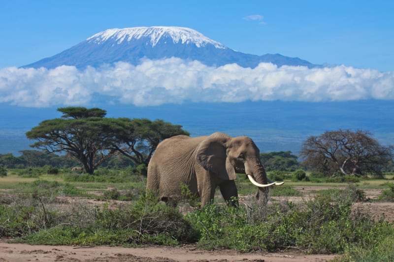 Tenhle pohled je možný jen na jediném místě světa – v Amboseli