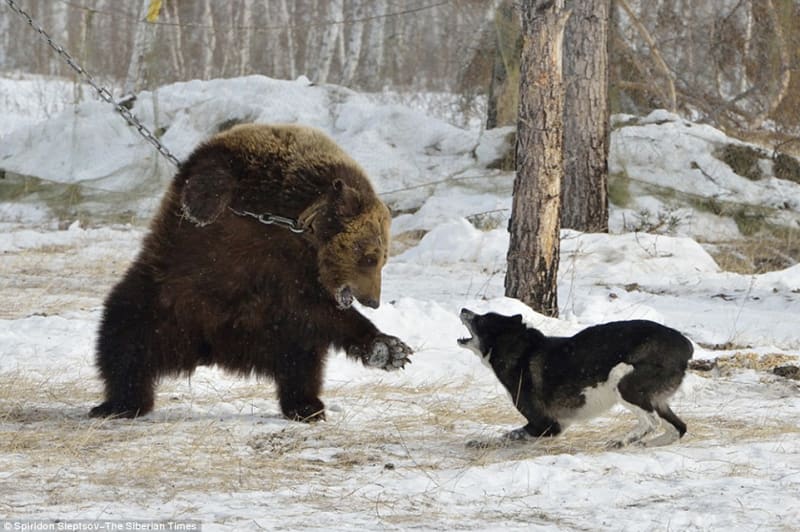 Ilegální trápení medvědů v Rusku - Obrázek 7