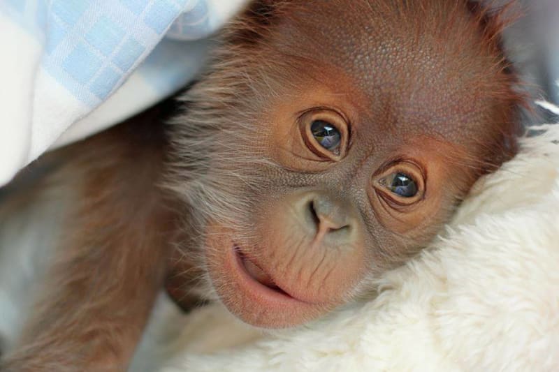 Novorozený orangutan z Berlína - Obrázek 8