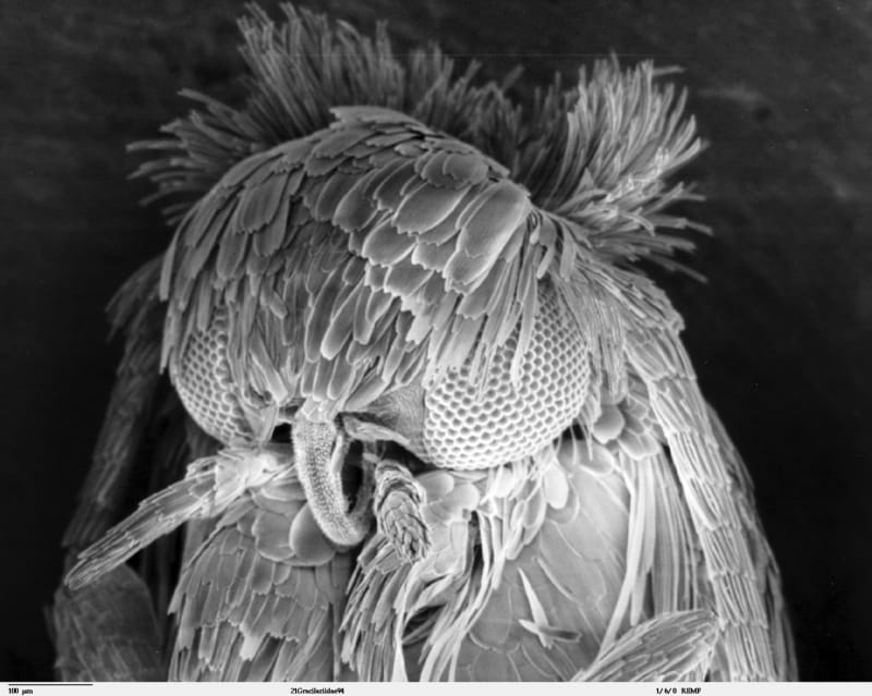 Nejpodivnější hlavy hmyzu zblízka - Obrázek 15