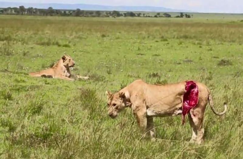 V Keni už žije jen 2000 lvů. Když se jedna ze lvic v parku Masai mara zranila při lovu buvola, musel pomoci člověk...