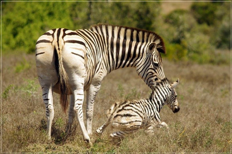Jak rychle dokáže mládě zebry vstát poté, co se narodí?! - Obrázek 1