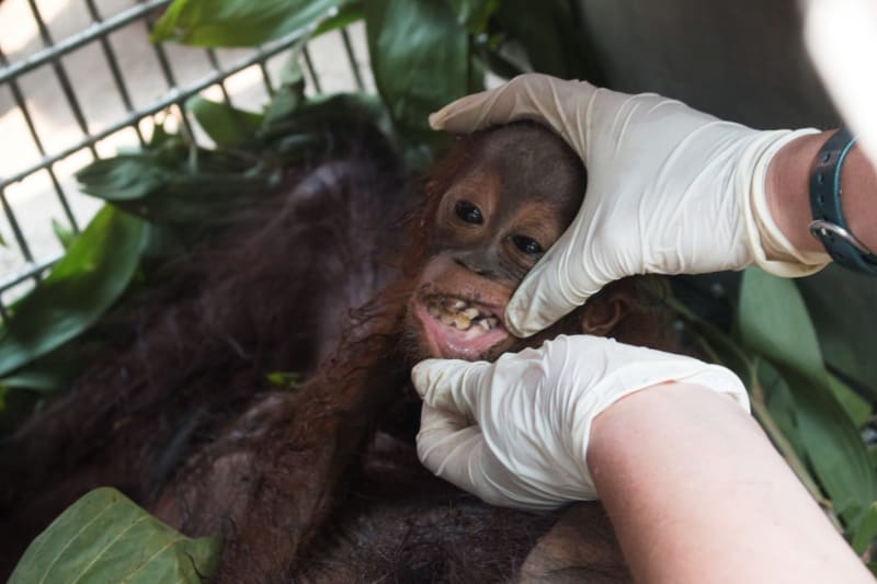 Zachráněná orangutaní rodinka - Obrázek 3