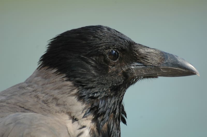 Vrána šedá je středně velký pták z čeledi krkavcovitých hojně rozšířený ve východní a severní Evropě