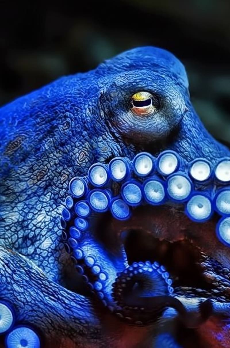 Krásná a smrtící chapadla chobotnic - Obrázek 6