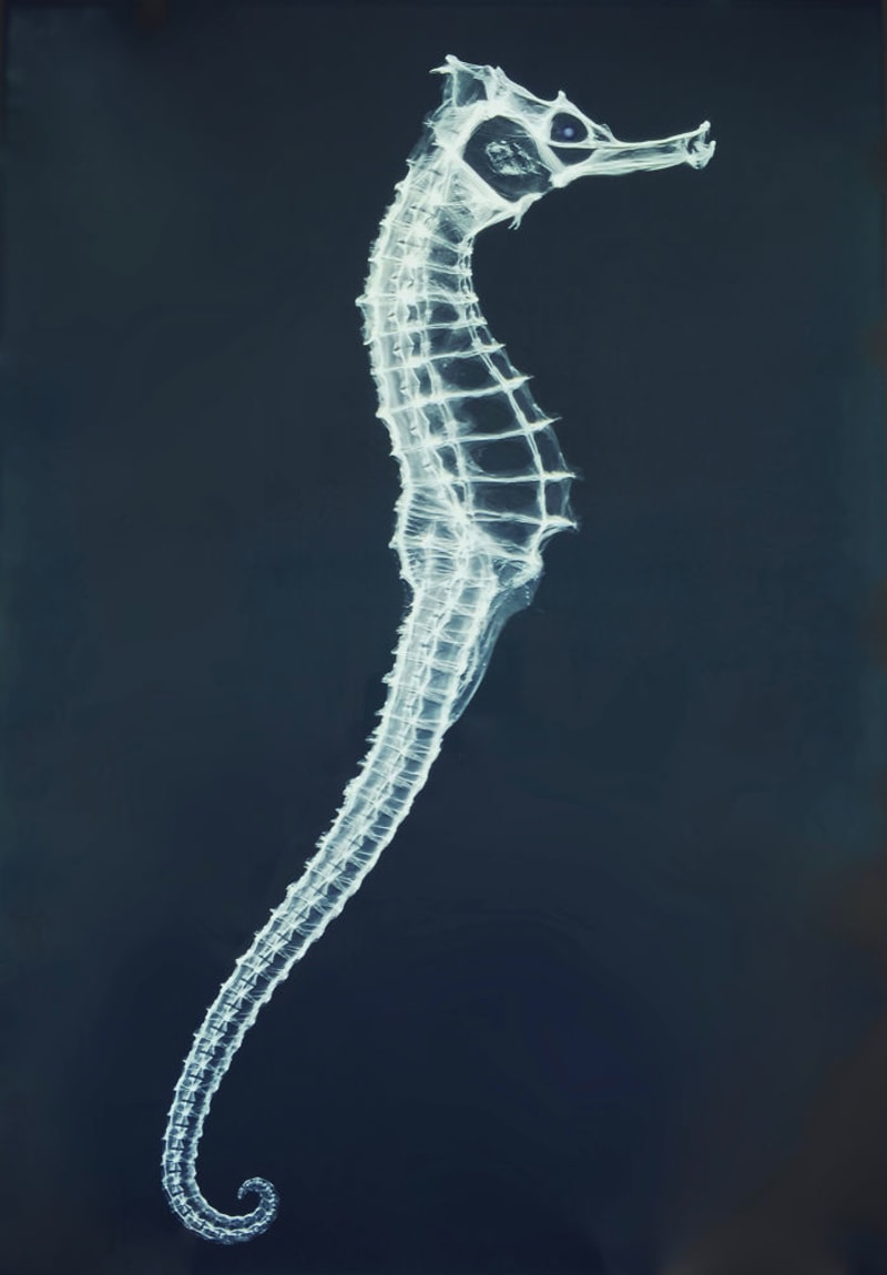 Rentgenový snímek koníčka mořského. Skutečná velikost je přibližně 15 centimetrů