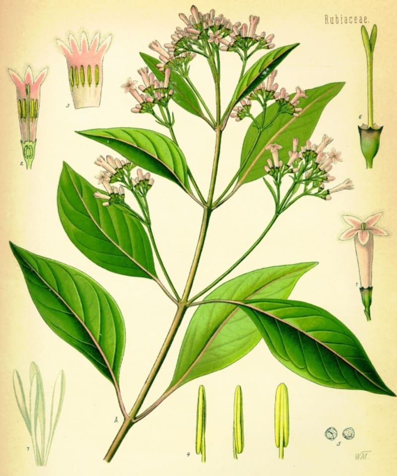 Cinchona officinalis, chininovník