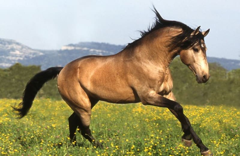 Nejpodivněji a nejkrásněji zbarvení koně - Obrázek 8