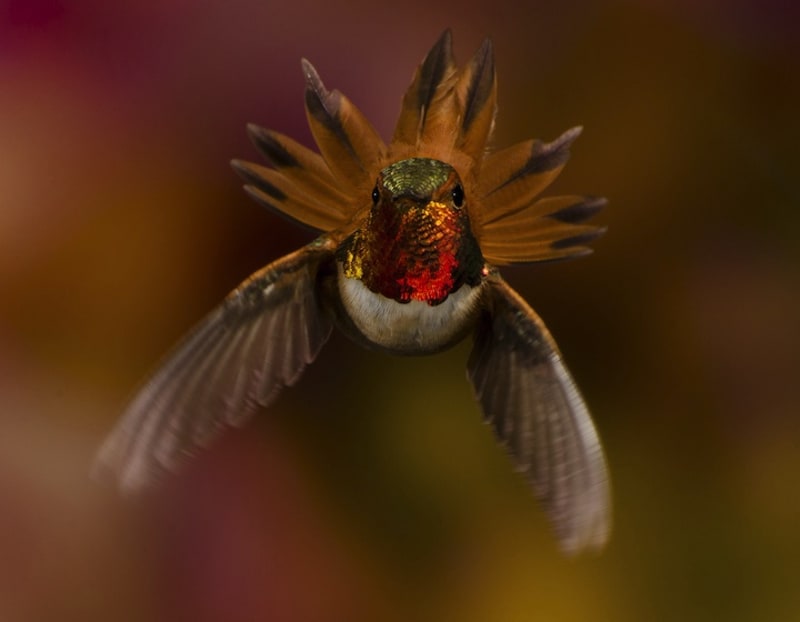 Kolibřík, FOTO: Scott Bechtel