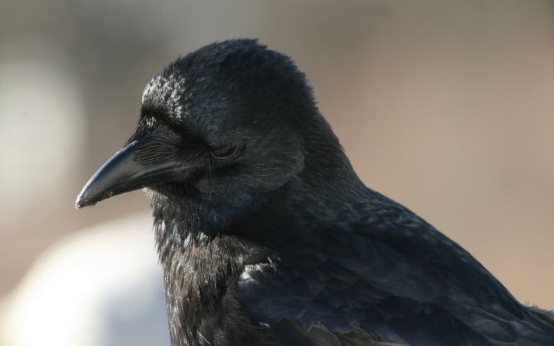 Vrána černá (Corvus corone) je středně velkým druhem pěvce z čeledi krkavcovitých