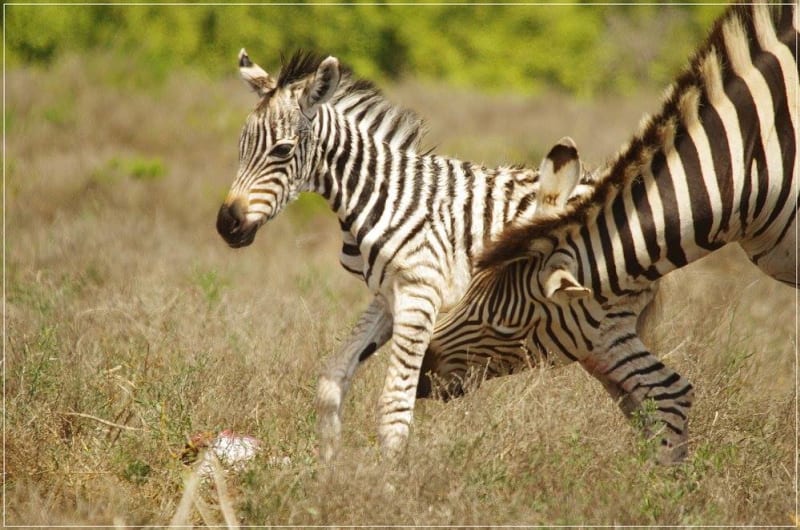 Jak rychle dokáže mládě zebry vstát poté, co se narodí?! - Obrázek 6