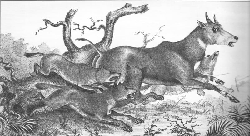 Dhoulové pronásledují antilopu nilgau, kresba z roku 1886
