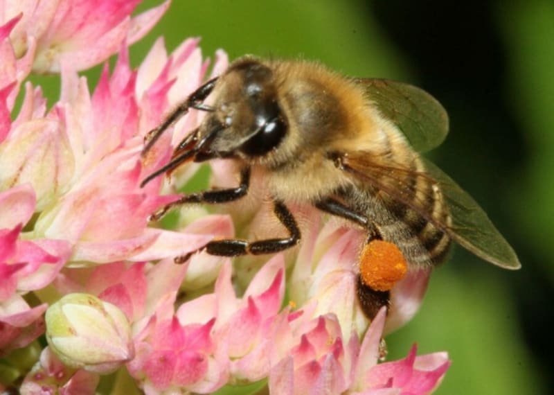 Jméno "včela medonosná" je vlastně nesmysl - protože včely nosí jen nektar, který až v úlu zpracují