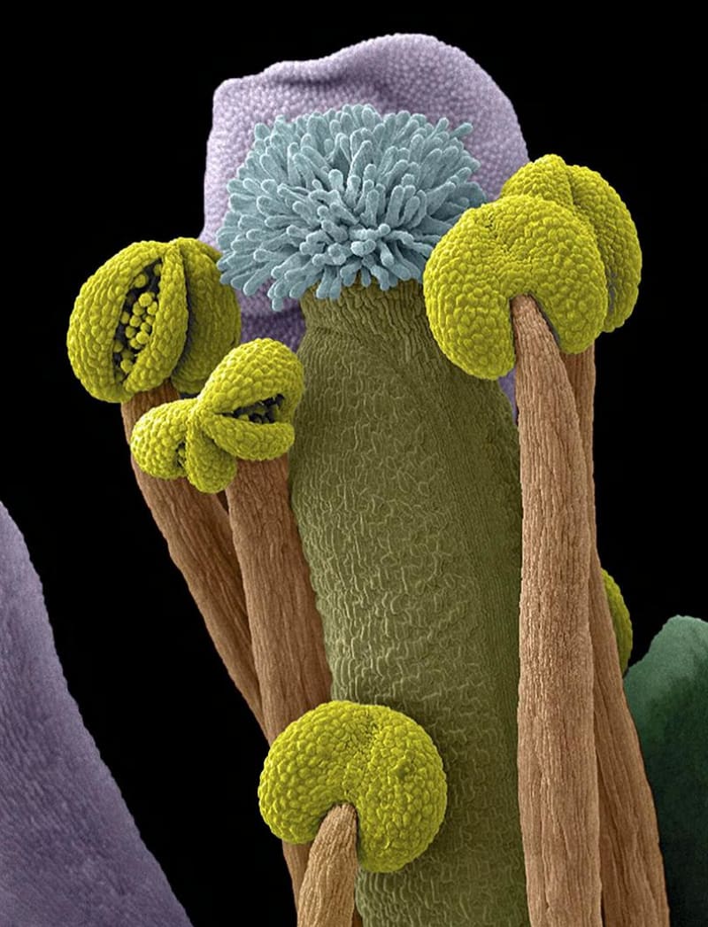 Fotografie pořízená elektronovým mikroskopem ukazuje pohlavní orgány rostliny
