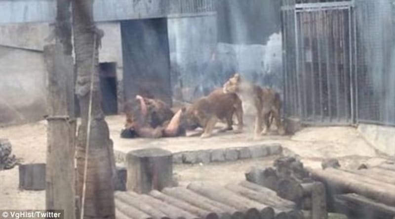 Muž se pokusil spáchat sebevraždu skokem mezi lvy - Obrázek 3