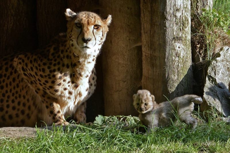 Gepardice v Munsteru porodila sedm mláďat! - Obrázek 4