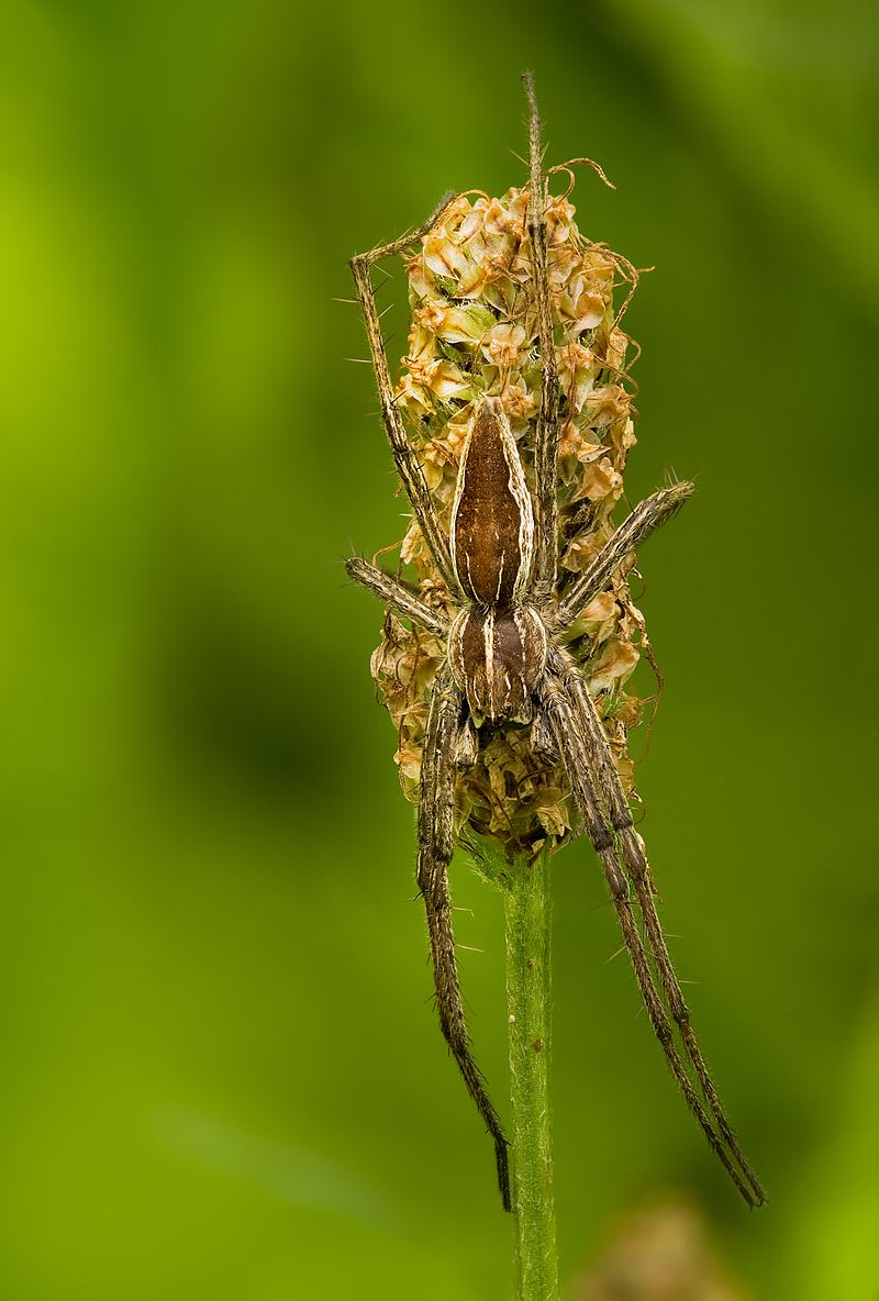 Lovčík hajní - pavouk, který umí uplatit samičku - jedinec na jitrocelu