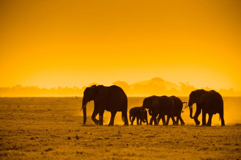 Keňský národní park Amboseli patří k těm menším, ale nejzajímavějším