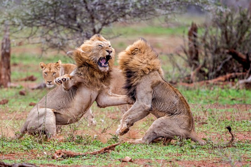 FOTOSTORY: Dva lvi se porvali o hárající samici - Obrázek 5