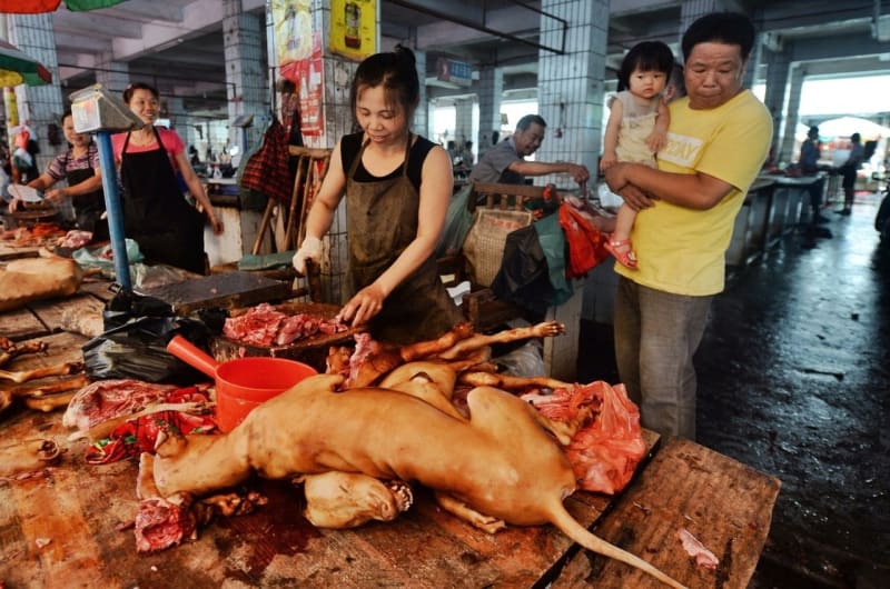 Julin: svátek psího masa v Číně - Obrázek 3