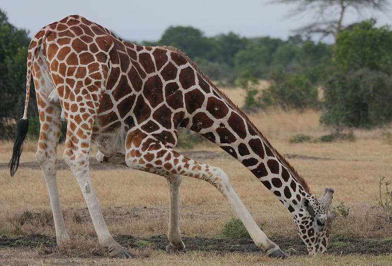Pijící žirafa síťovaná