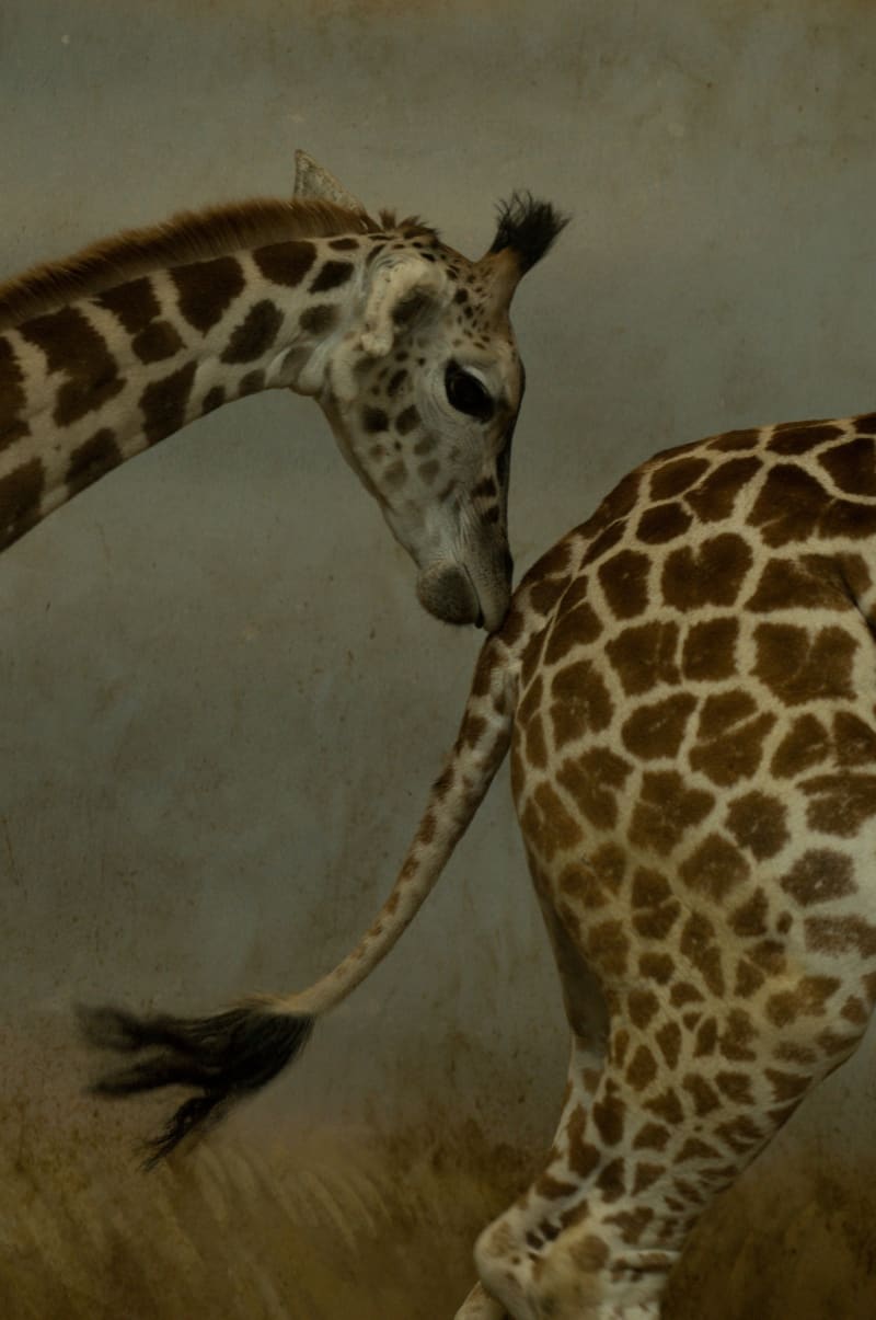 Varianta žirafy severní - žirafa Rotschildova