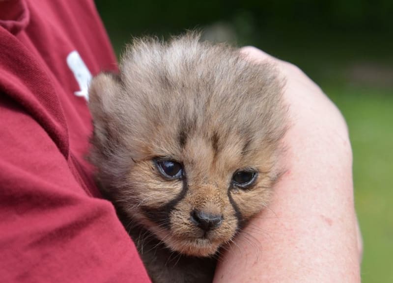 Gepardice v Munsteru porodila sedm mláďat! - Obrázek 2