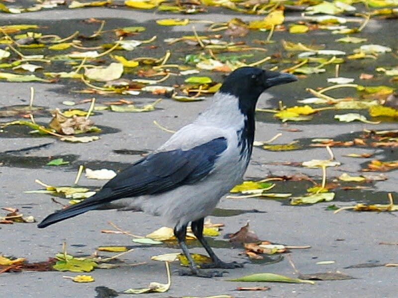 Vrána šedá je asi půl metru dlouhá s rozpětím křídel 95 cm