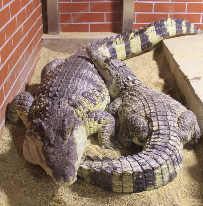 Krokodýli siamský a filipínský - Obrázek 7