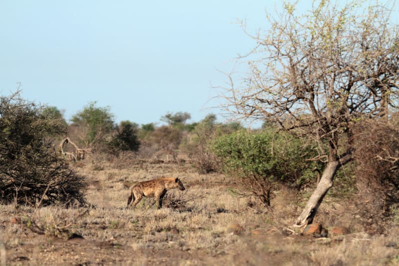 Hyeny - tvorové se špatnou pověstí - ve svém oblíbeném ekosystému