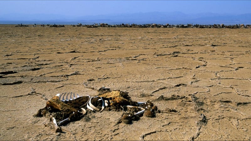Danakilská proláklina je plná koster zvířat, která cestu pustinou nezvládla