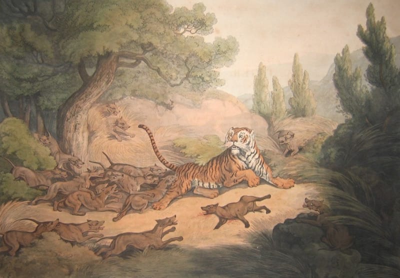 Velká skupina dhoulů útočí na tygra, kresba z roku 1807