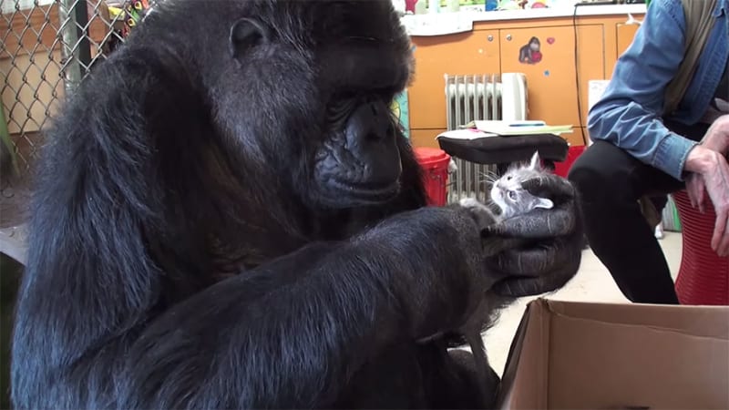 Gorila Koko dostal dvě koťata - Obrázek 1