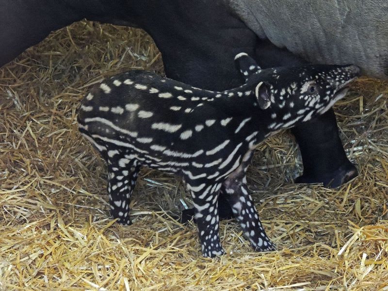 Mládě tapíra čabrakového - Obrázek 3