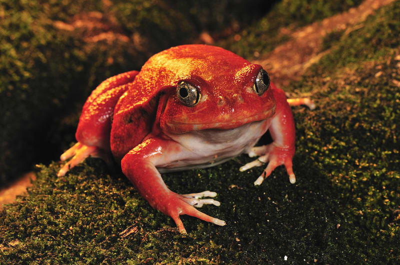Rudá žába