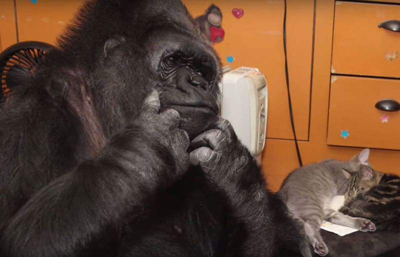 Gorila Koko dostal dvě koťata - Obrázek 3