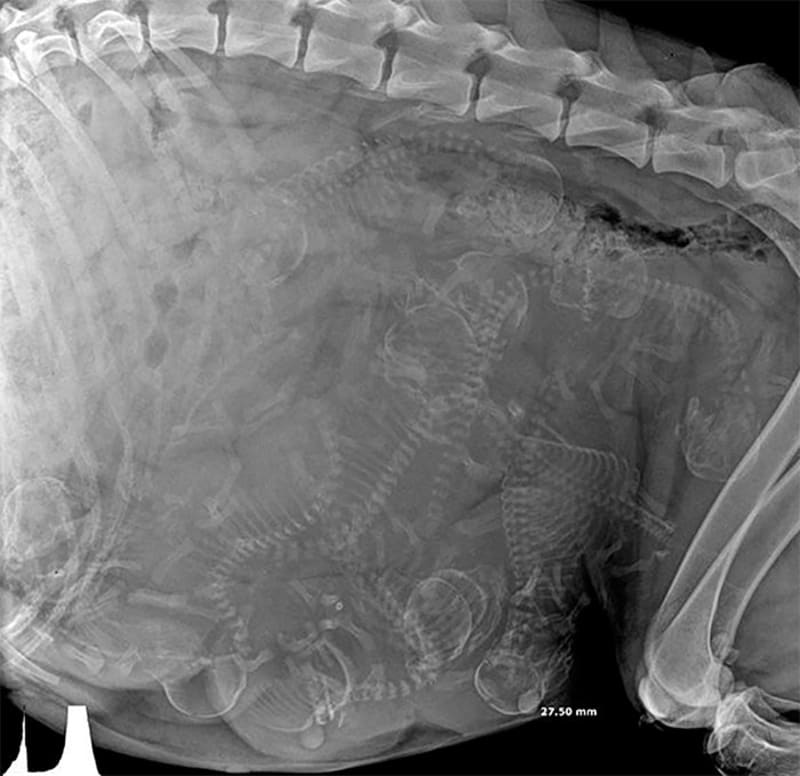 Rentgenový snímek dělohy těhotné feny s deseti štěňaty na cestě
