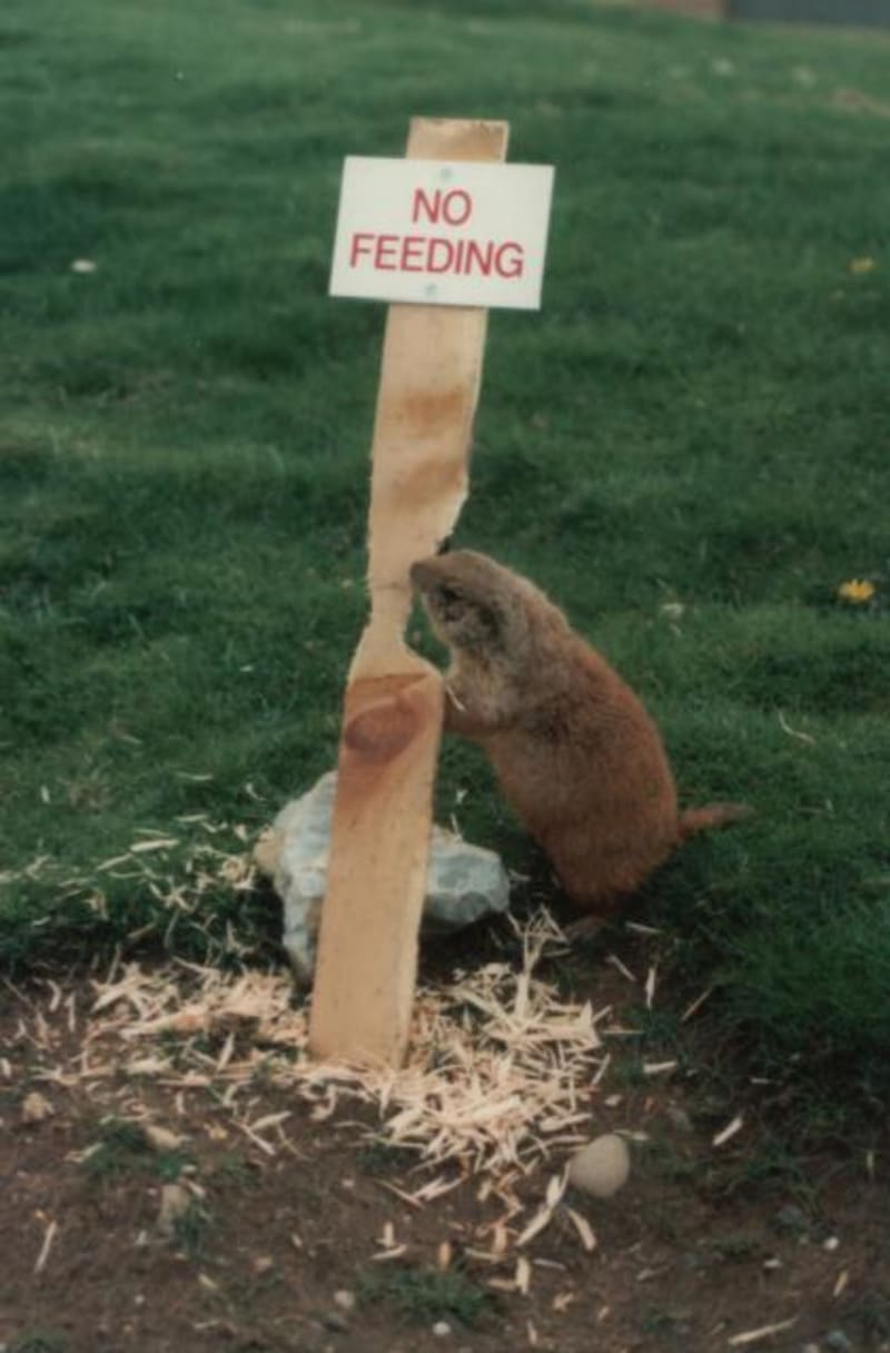 "Nekrmit!" - nojo, ale zvíře si z toho nic nedělá... Twycross Zoo, Velká Británie