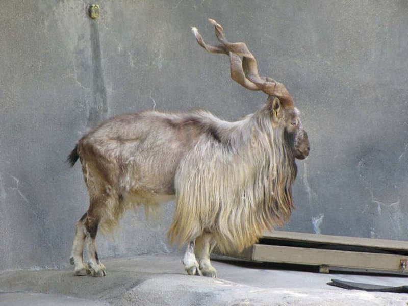 Koza šrouborohá neboli markhur je velký zástupce podčeledi koz a ovcí obývající rozptýlené lesy západního Himálaje. Je též národním zvířetem Pákistánu